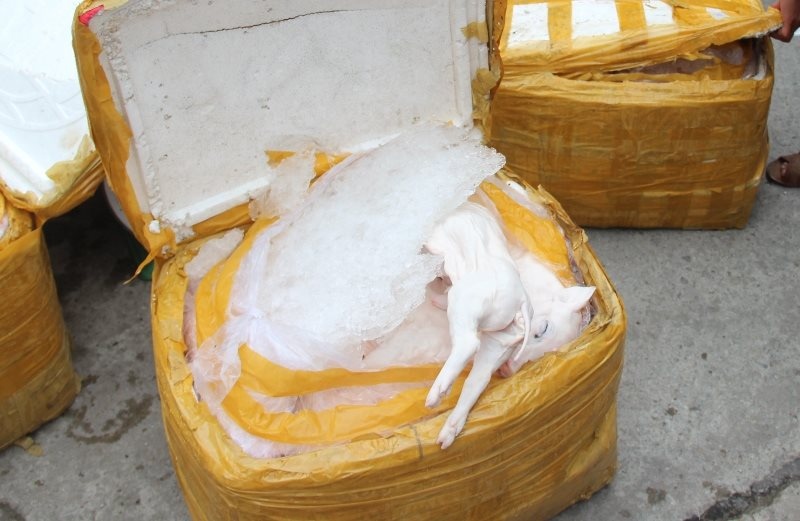 Hơn 400 kg heo sữa bốc mùi hôi ảnh 2 Hon 400 kg heo sua boc mui hoi anh 2