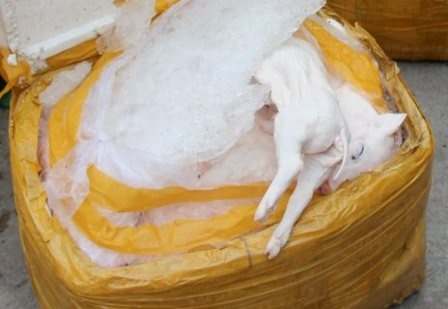 Phat hien 400 kg heo sua boc mui hoi thoi tren duong vao quan an hinh anh