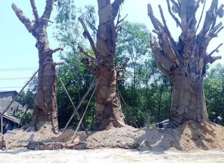 3 cay da 'khung' duoc trong tam o Hue hinh anh