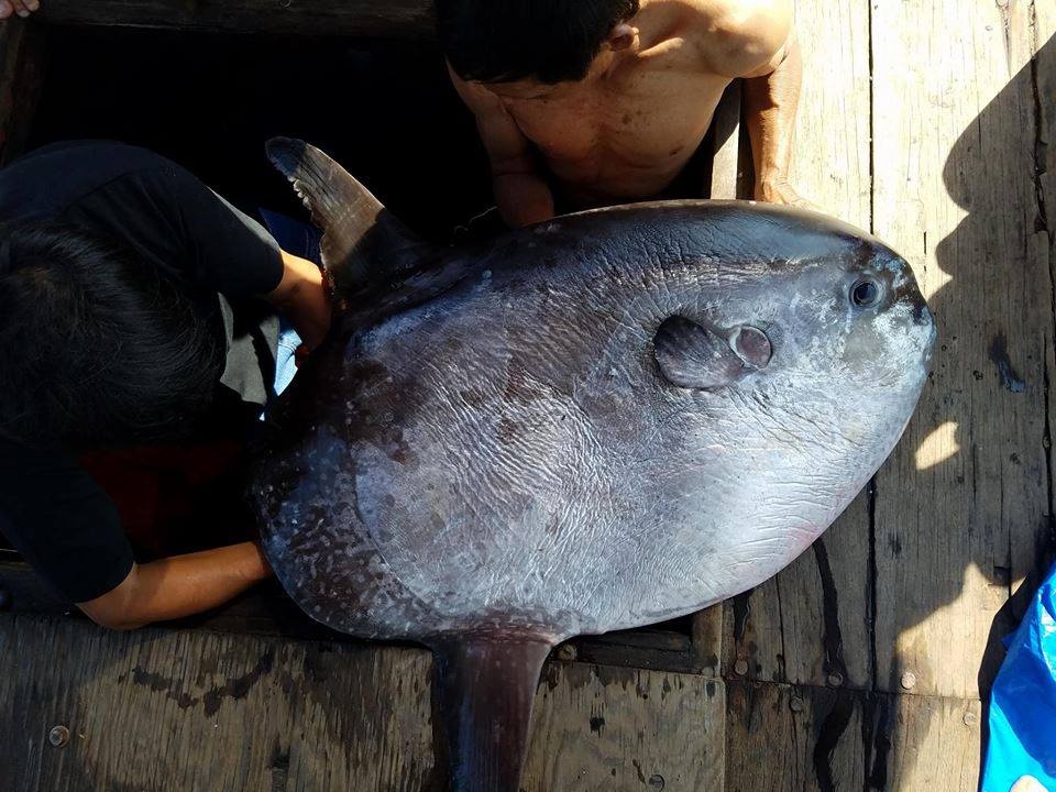 Ca "khung" nang hon 32 kg anh 1
