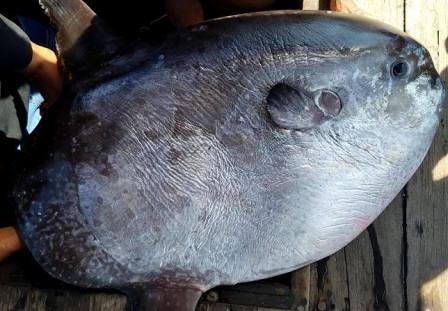 Ngu dan cau duoc ca mat trang dai 1 m hinh anh