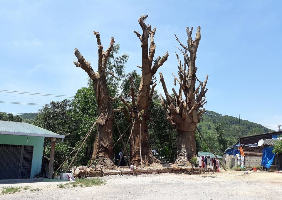 3 cây đa khủng bị giữ ở Thừa Thiên - Huế ảnh 1 3 cay da khung bi giu o Thua Thien - Hue anh 1