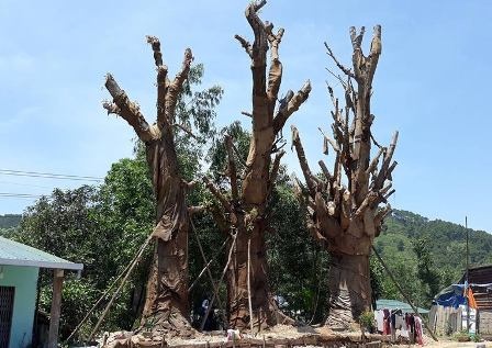 Tinh Thua Thien - Hue noi ve 3 cay da khong lo hinh anh