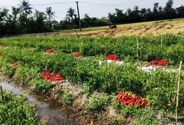Doanh nghiep dua xe tu Sai Gon ra Hue 'giai cuu' ot hinh anh