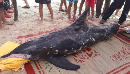 Ngu dan chon cat ca heo hon 2 m dat vao bo bien hinh anh