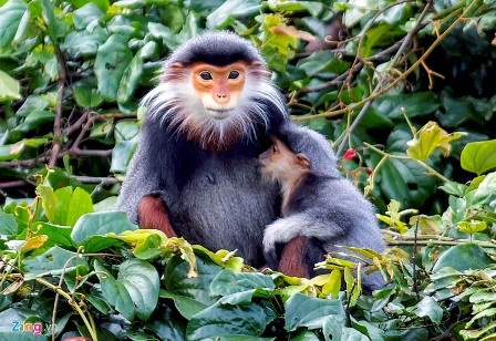 Ca the vooc di lac duoc tha ve tu nhien hinh anh