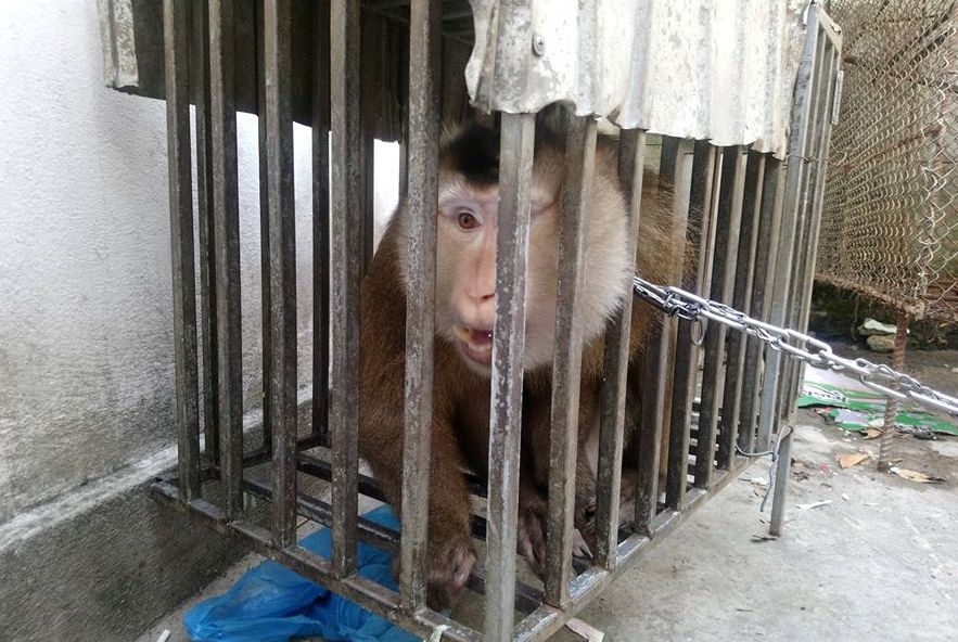 Khi duoi lon quy hiem anh 1