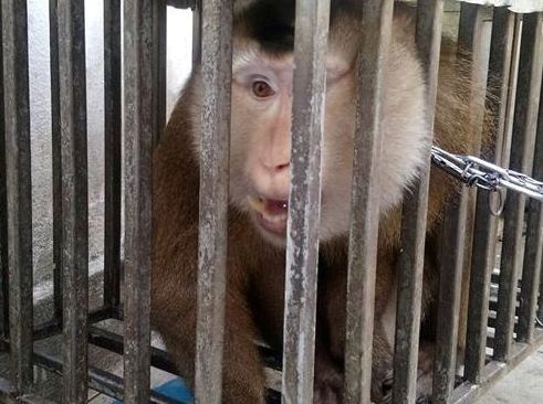 Giai cuu khi duoi lon quy hiem bi rao ban tren mang hinh anh