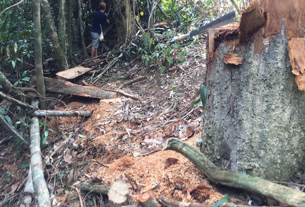 Ky luat cach chuc doi truong doi bao ve de rung bi chat pha hinh anh