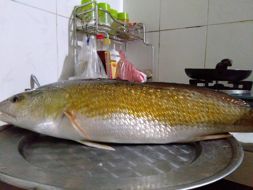 Ca su vang nang 3 kg anh 1