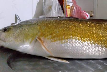 Ngu dan cau duoc ca nang 3 kg nghi su vang hinh anh