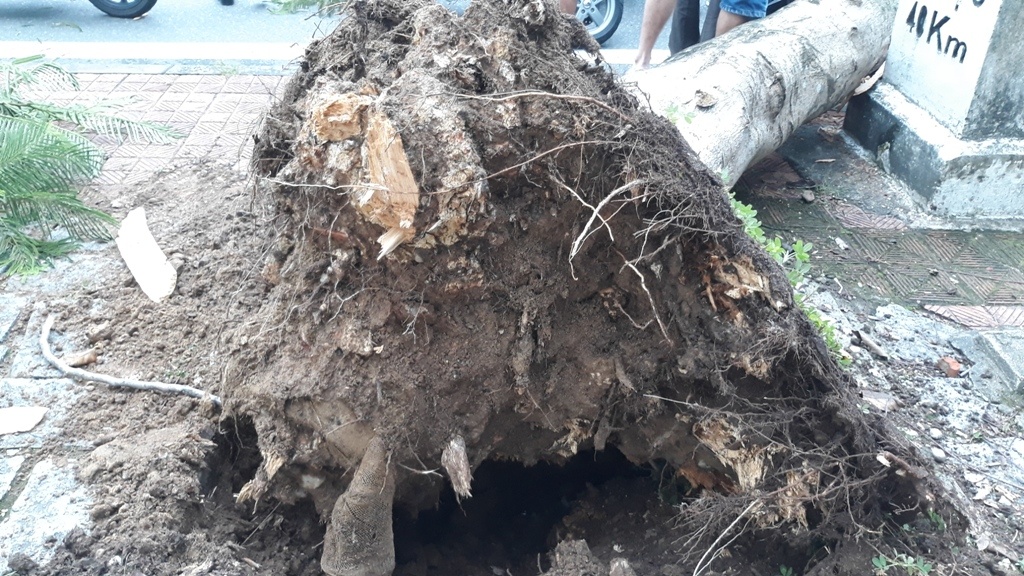 Cây bật gốc ngã đè lên xe máy ảnh 2 Cay bat goc nga de len xe may anh 2