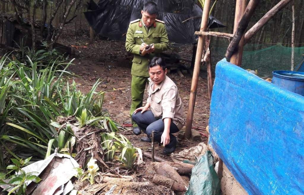 Dau dan trong vuon anh 1