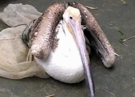 Nguoi dan bat duoc chim la gan thiet bi dinh vi hinh anh