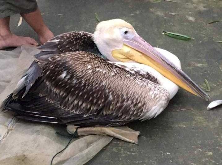 Chim gắn thiết bị định vị ảnh 1 Chim gan thiet bi dinh vi anh 1