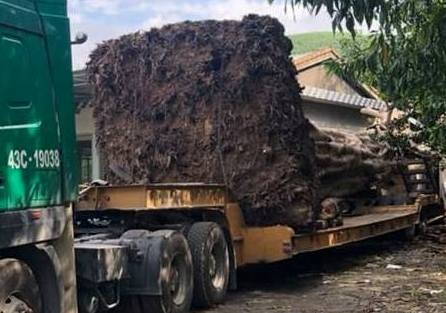 CSGT chan xe cho cay da co thu tu Dak Lak ra chua o mien Bac hinh anh