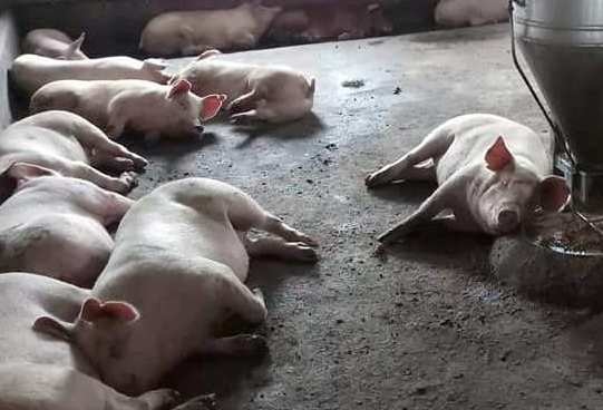 Phat hien hang tram con lon bi lo mom, long mong o Hue hinh anh