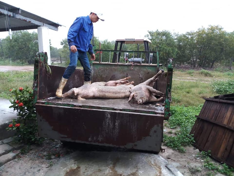 Dịch lở mồm long móng ảnh 1 Dich lo mom long mong anh 1