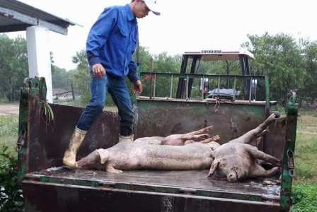 De nghi xu phat nghiem doanh nghiep nuoi lon giau dich hinh anh