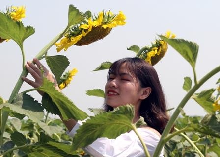 Du khach nheo mat chup anh duoi nang nong o canh dong huong duong Hue hinh anh