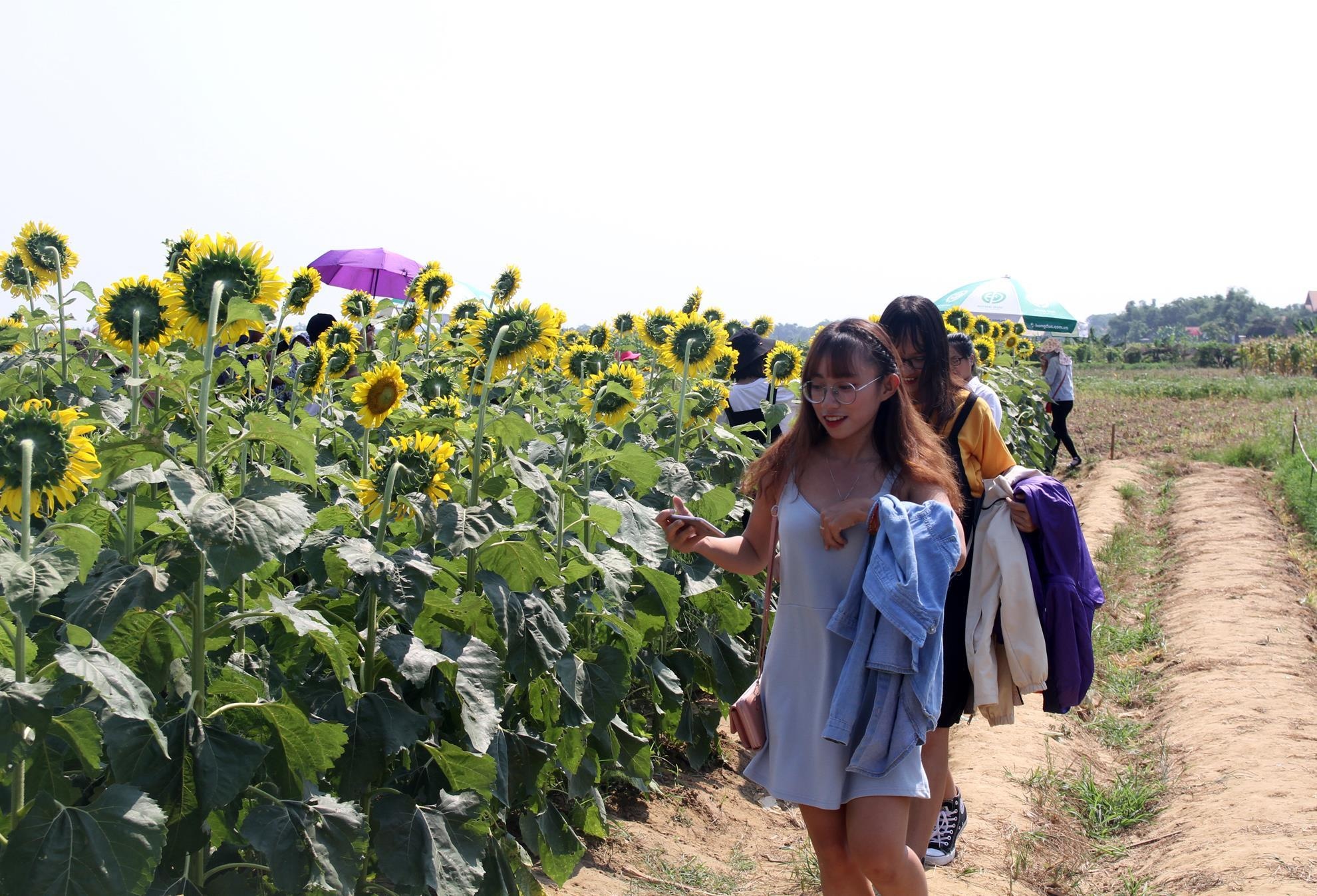 Canh dong hoa huong duong anh 1