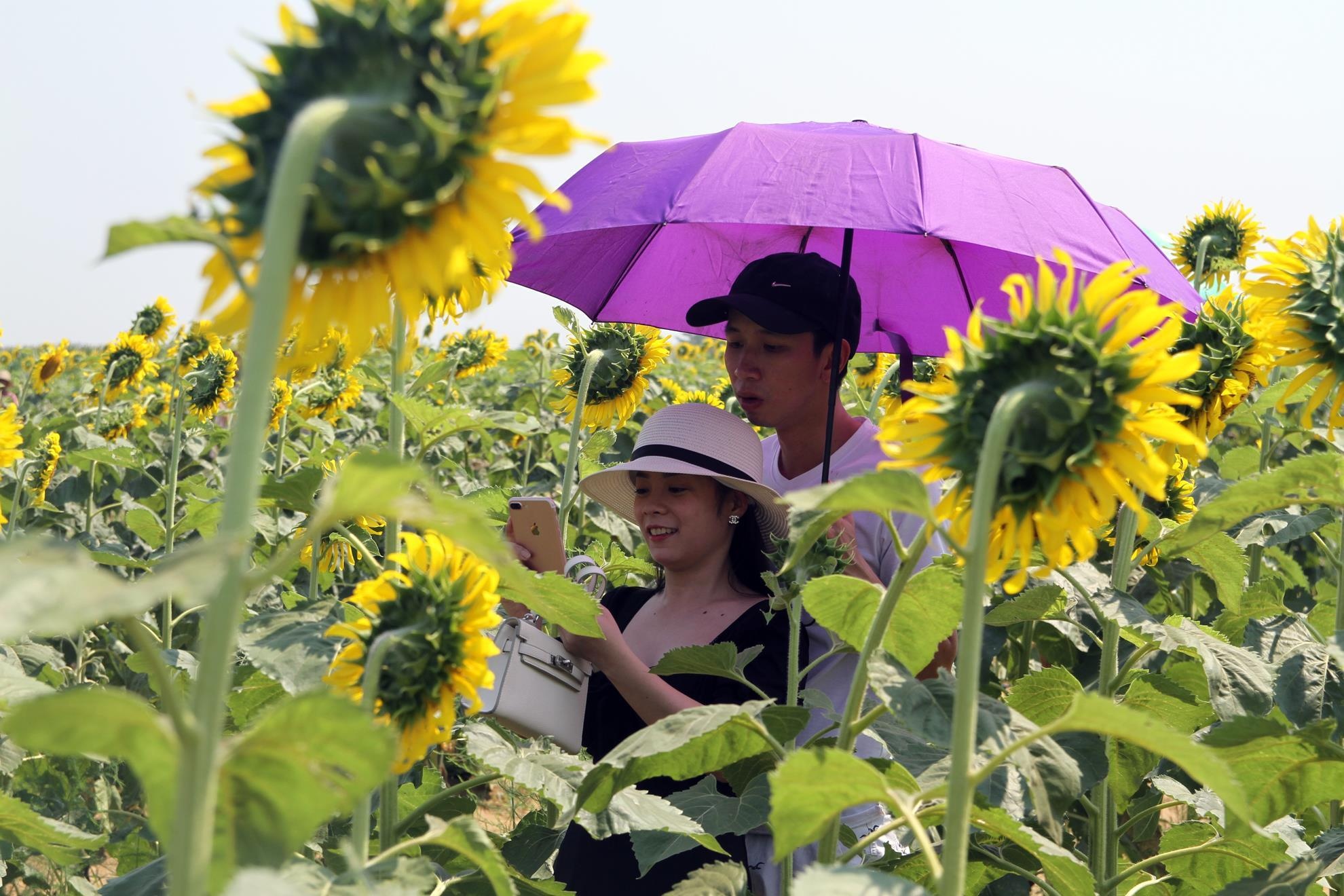 Canh dong hoa huong duong anh 2