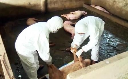 Hue cuong cuong chong dich ta lon chau Phi sau 1 tuan cong bo het dich hinh anh