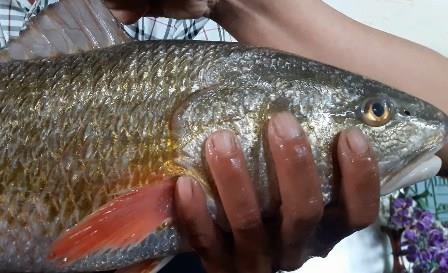 Ngu dan bat duoc ca nang 3,5 kg nghi ca su vang quy hiem hinh anh