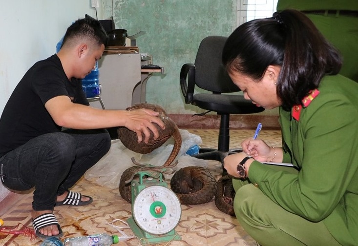 Vận chuyển 5 con tê tê Java ảnh 1 Van chuyen 5 con te te Java anh 1