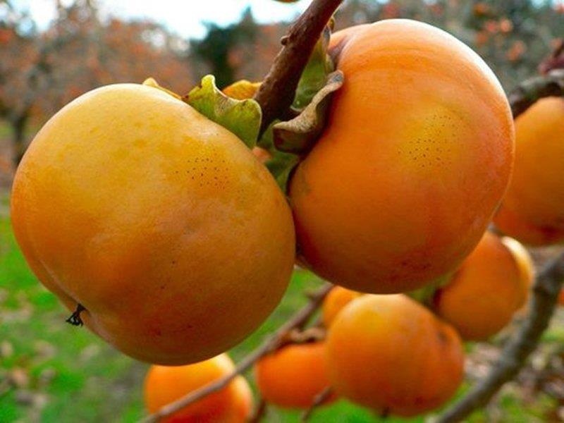 Di vat to bang qua trung trong da day vi an hong gion hinh anh