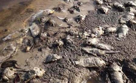 Ca chet hang loat nghi do o nhiem tu trai lon hinh anh