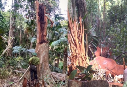 Thanh nien 18 tuoi tu nan khi chat cay hinh anh