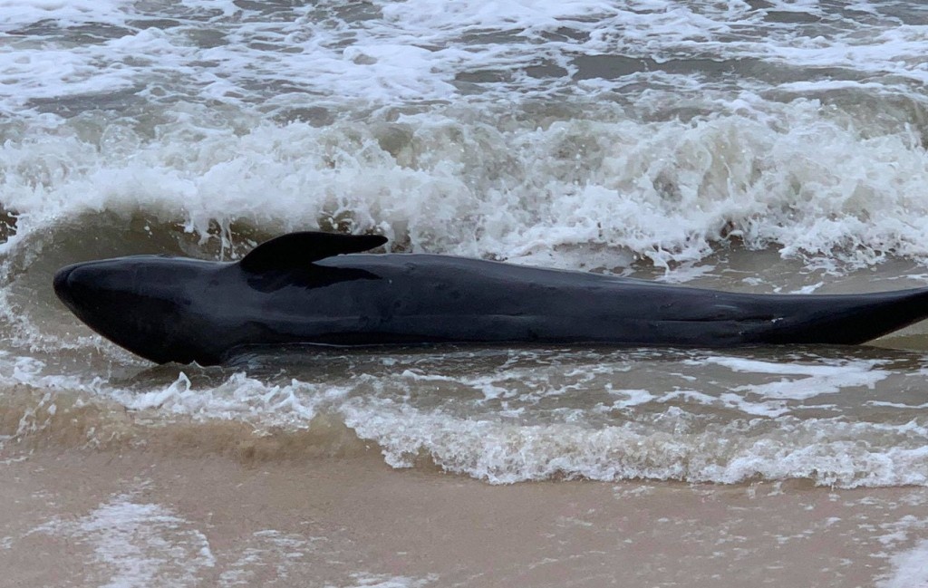 Ca heo nang 300 kg anh 1