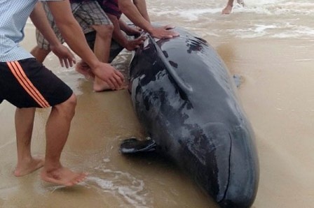 Ca heo nang 300 kg bi mac can hinh anh