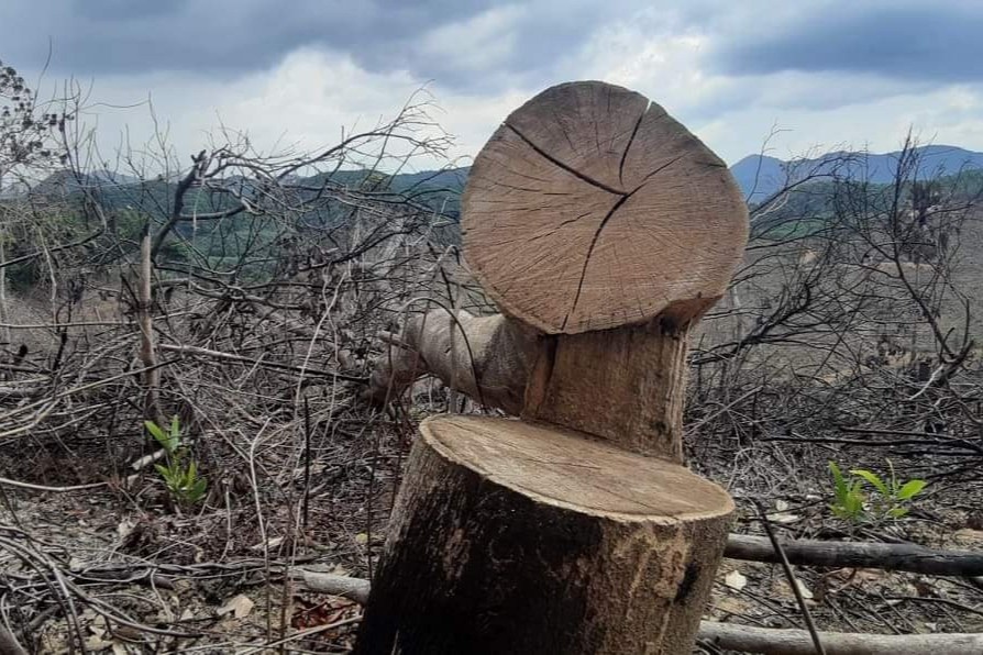 2 ha rung bi chat pha trong thoi gian gian cach xa hoi hinh anh