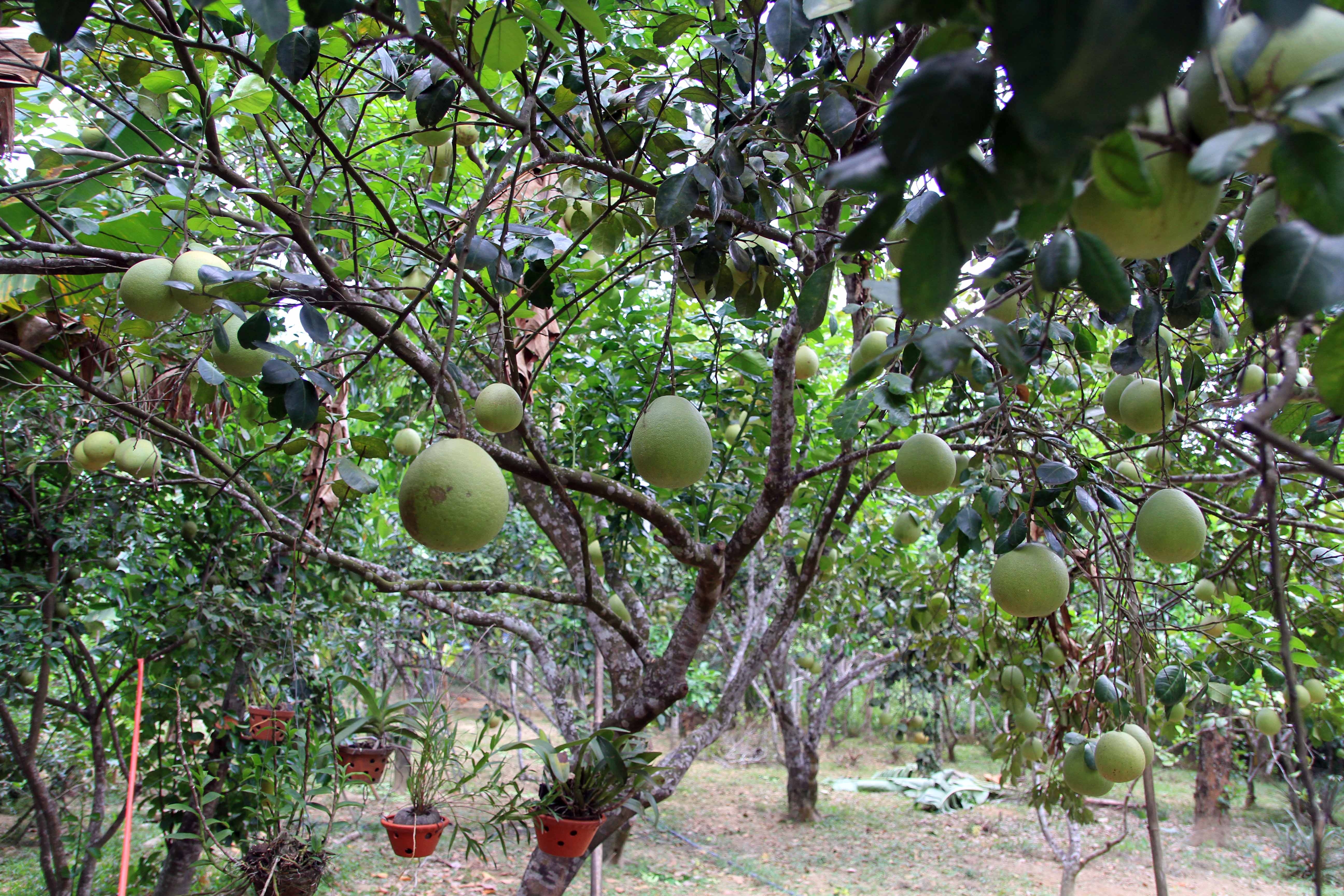 Thanh tra Thuy Bieu anh 1