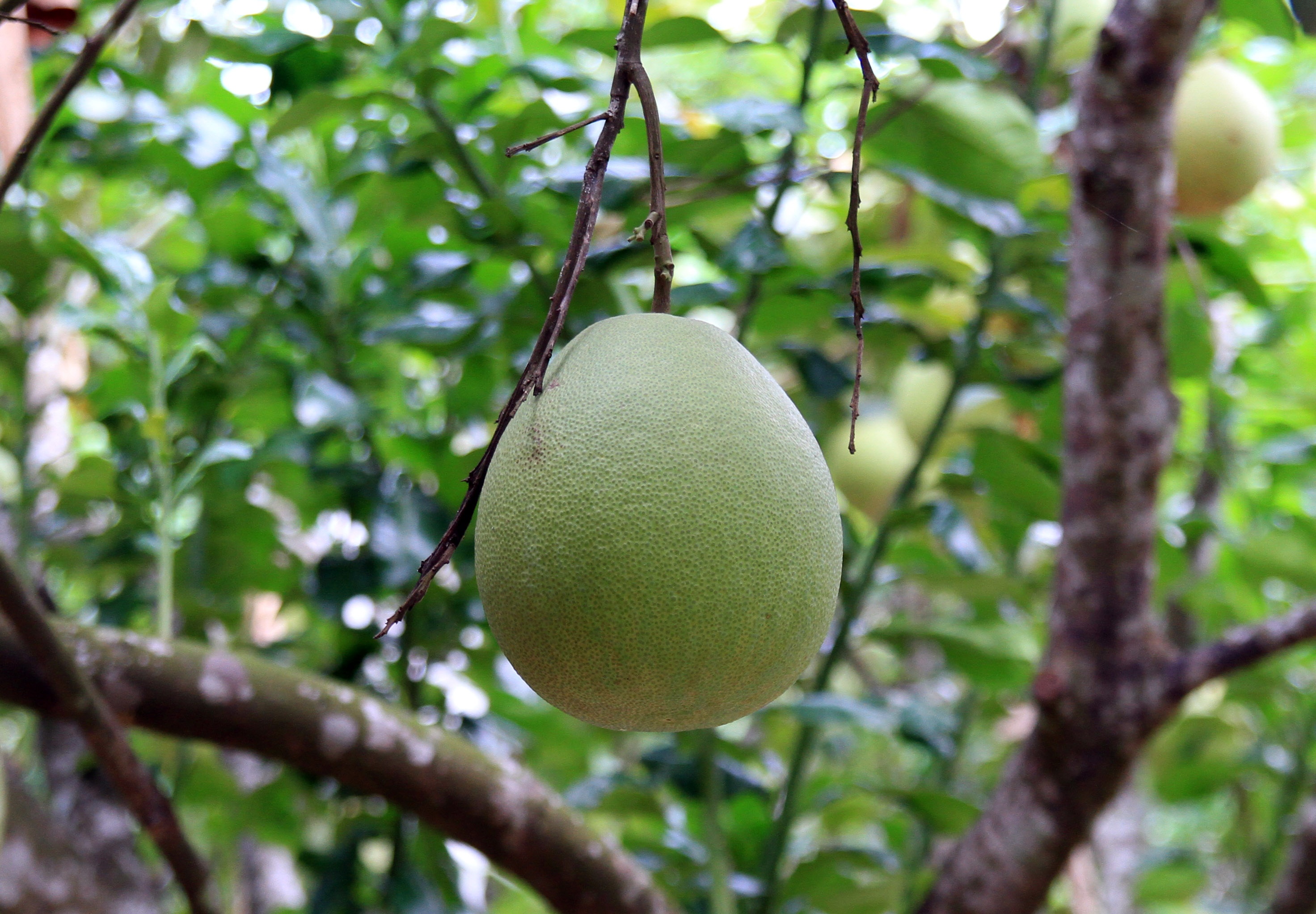 Thanh tra Thuy Bieu anh 2