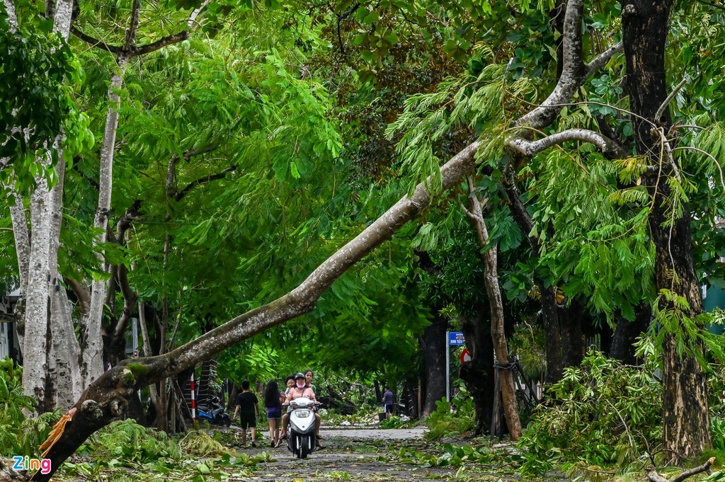 cay de tu vong anh 1