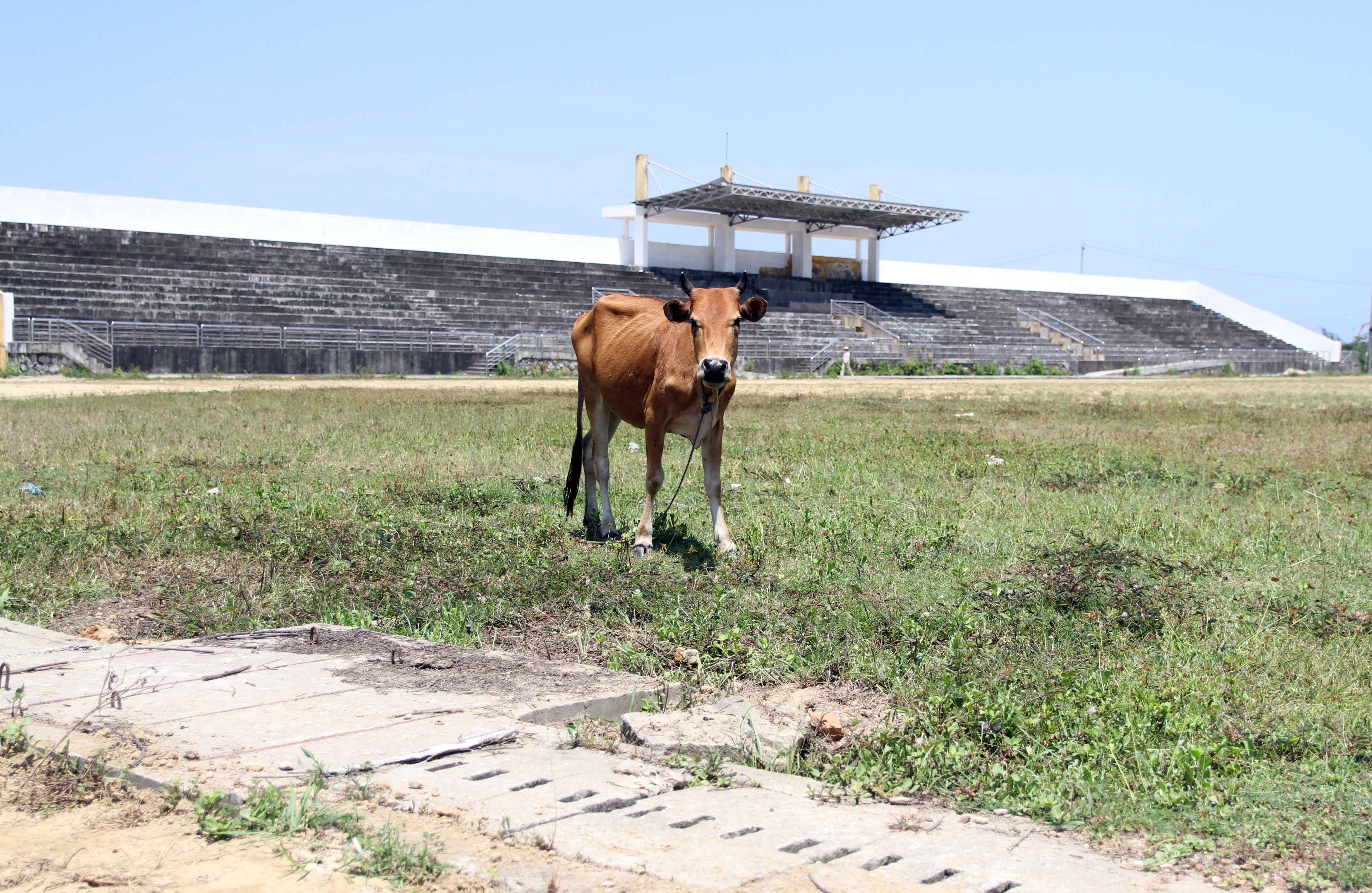 San van dong bo hoang anh 8