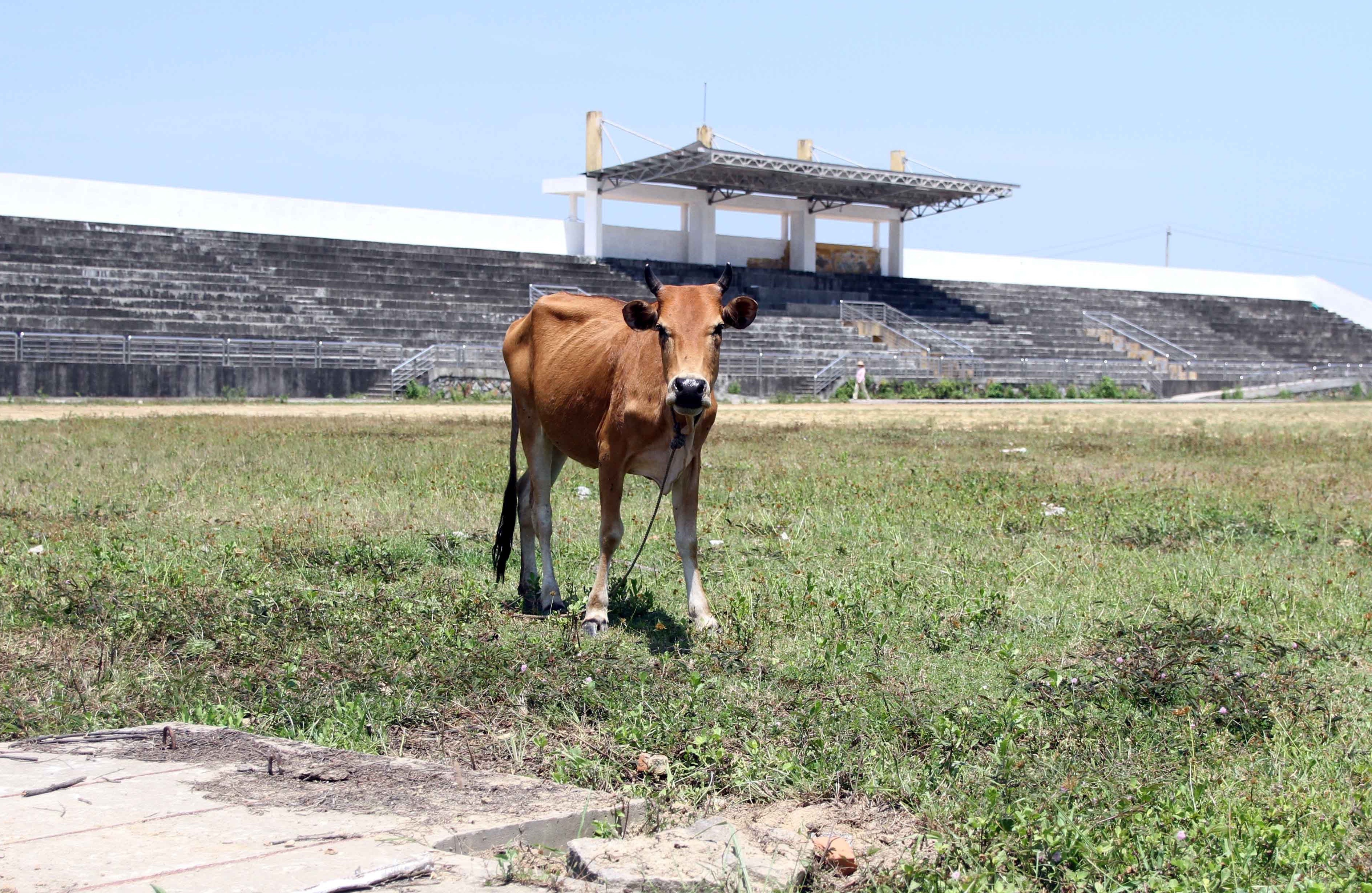 San van dong 21 ty de hoang cho bo gam co hinh anh