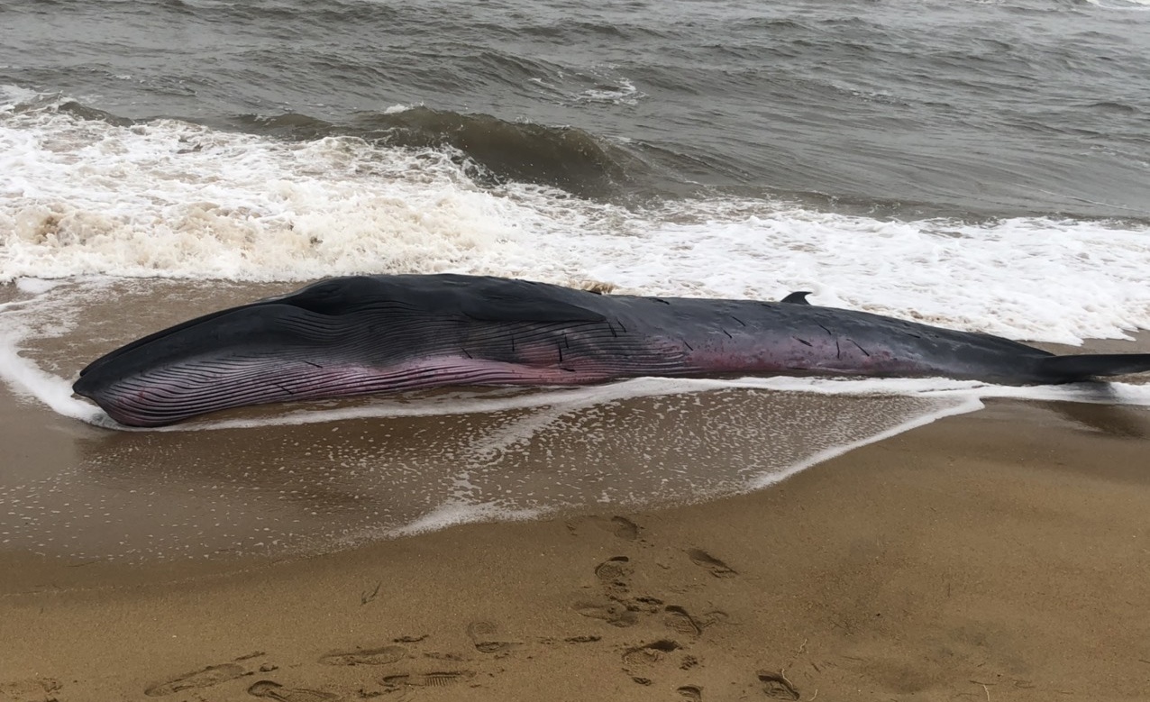 Ca voi mac can anh 1