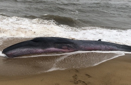 Ca voi nang 1 tan troi dat vao bo bien Thua Thien - Hue hinh anh