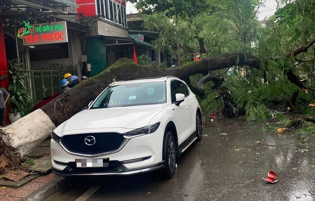 Cay xanh bat goc anh 1