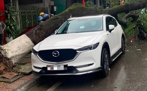 Cay xanh bat goc de len oto, xe may o Quang Tri hinh anh