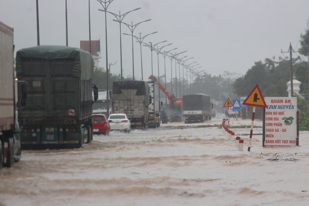 Hue chim trong bien nuoc anh 10
