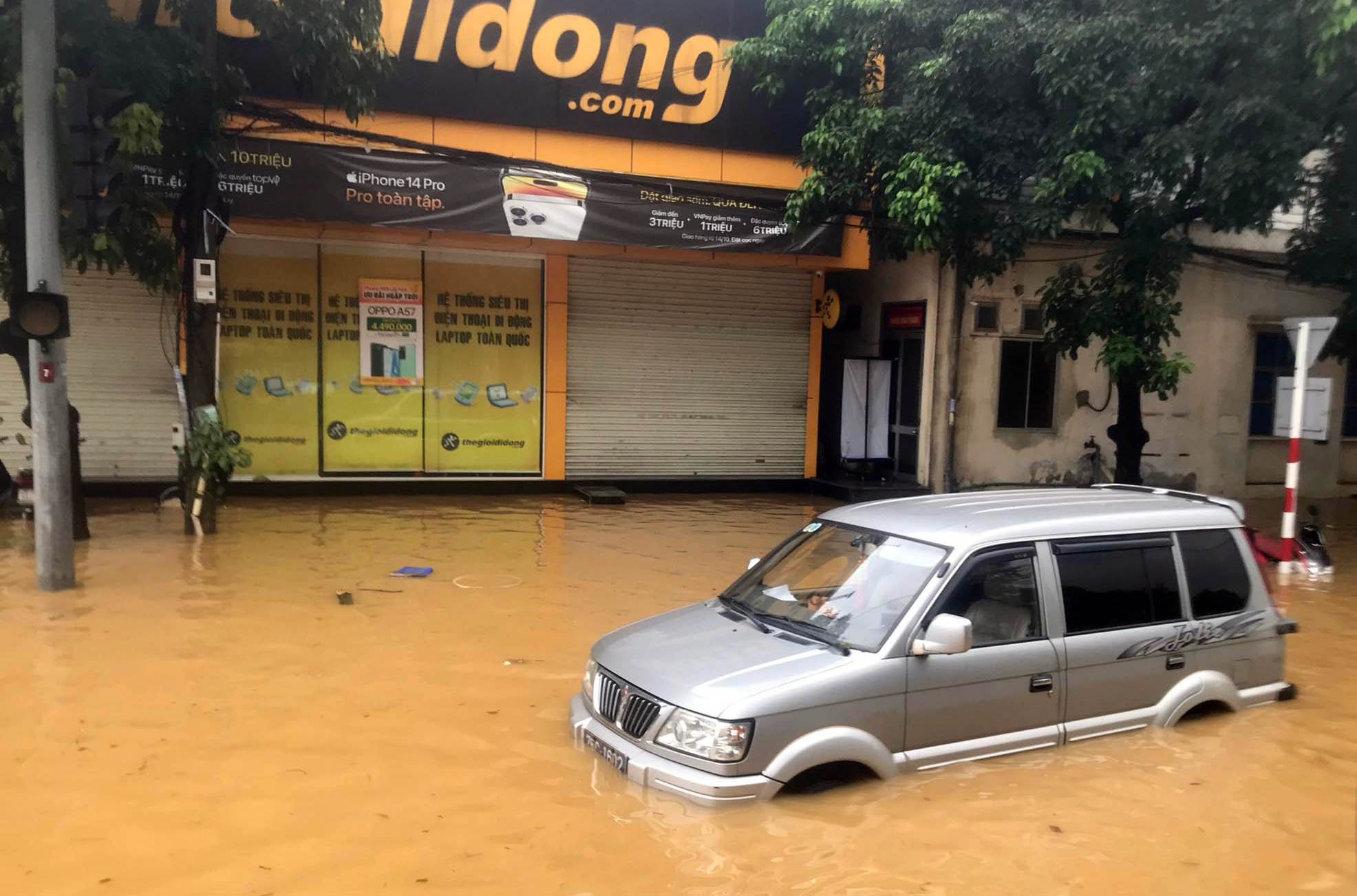 Hue chim trong bien nuoc anh 4