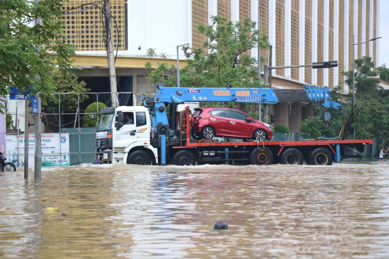 Hue chim trong bien nuoc anh 8