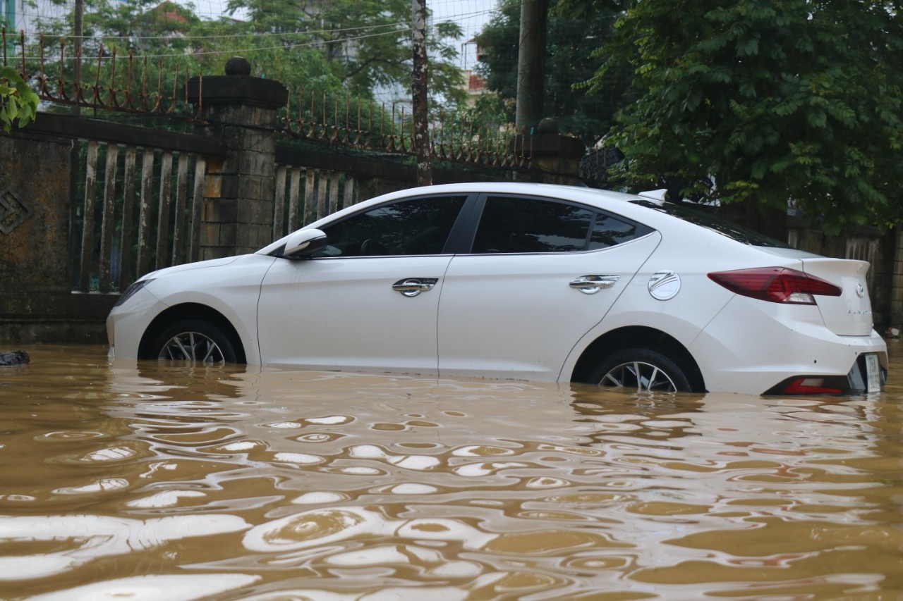 Hue chim trong bien nuoc anh 5