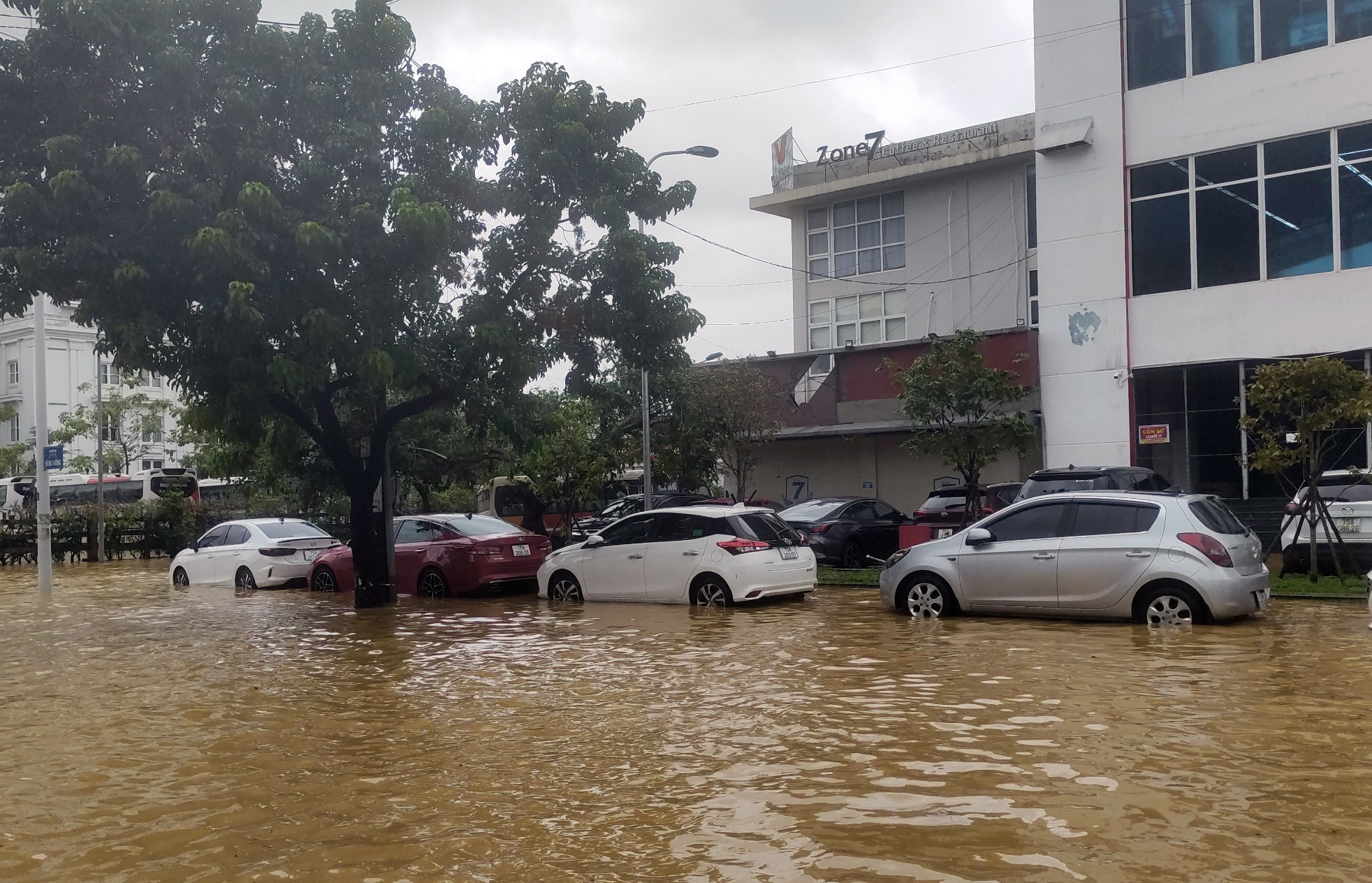 Hue chim trong bien nuoc anh 6