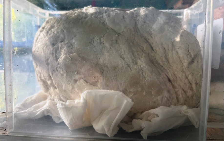 Ngu dan vot duoc vat la, nghi la long dien huong quy hiem hinh anh